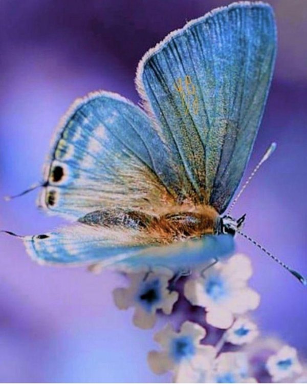 голубянка аргали