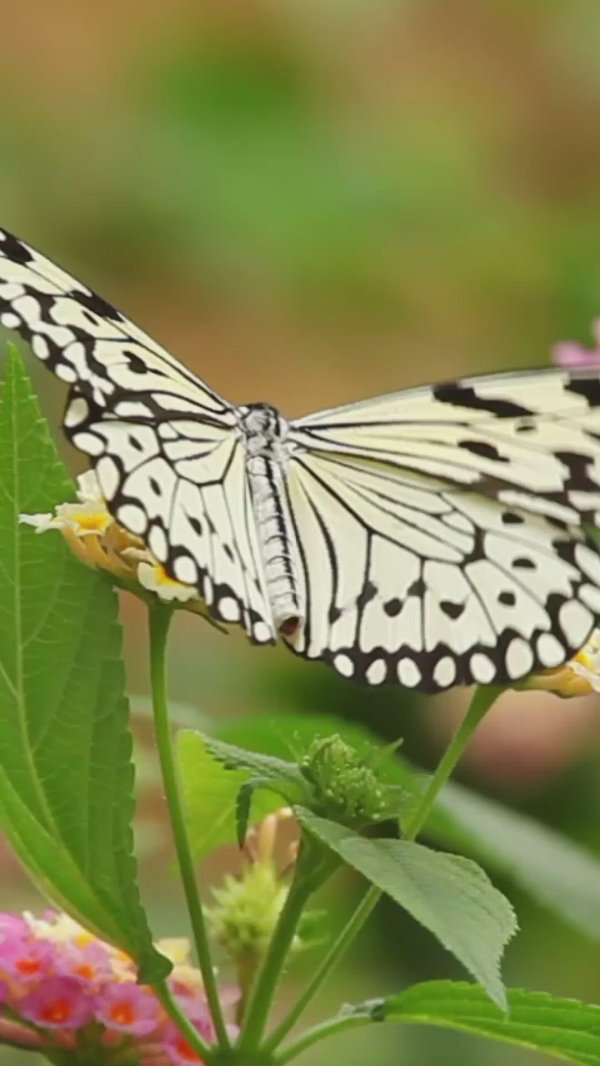 idea leuconoe бабочка