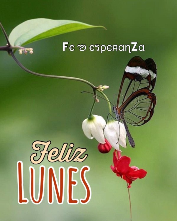 бабочка гретта отто