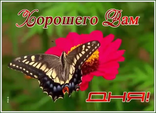 доброго дня с бабочками