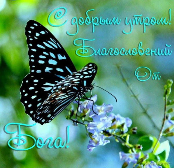 красивые цветы и бабочки