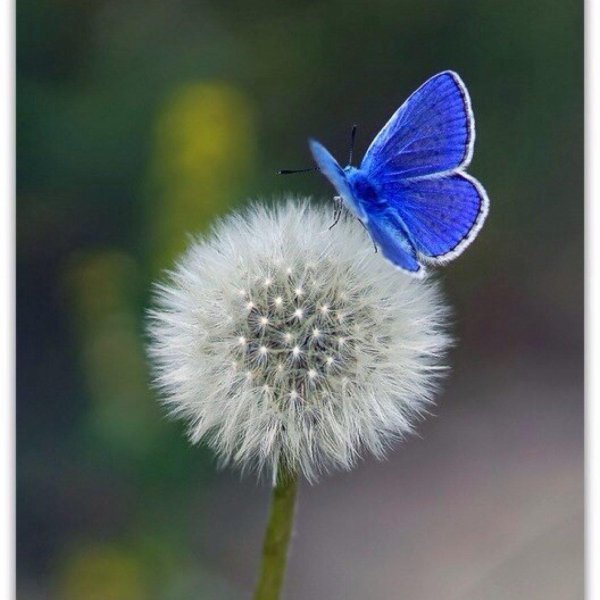 голубянка икар