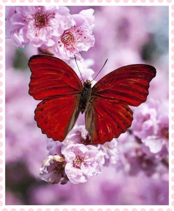 красные бабочки для печати