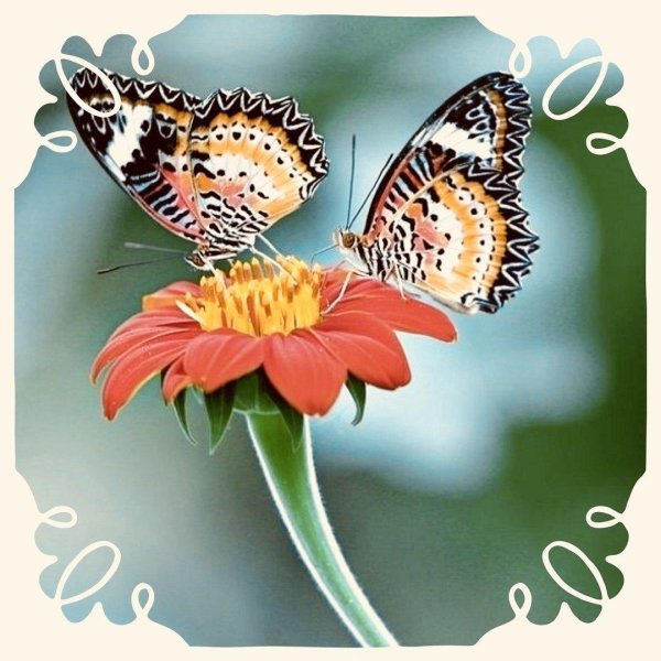 порхающая бабочка
