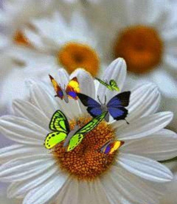 ромашка цветки