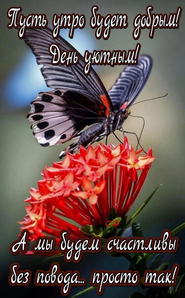 доброе утро лариса