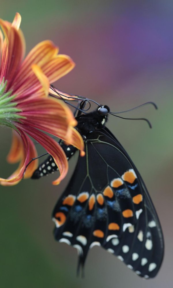 russell cobane бабочки