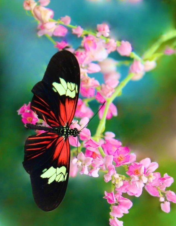 парусник румянцева papilio rumanzovia