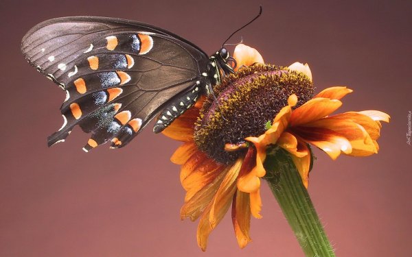 бабочки с пожеланиями