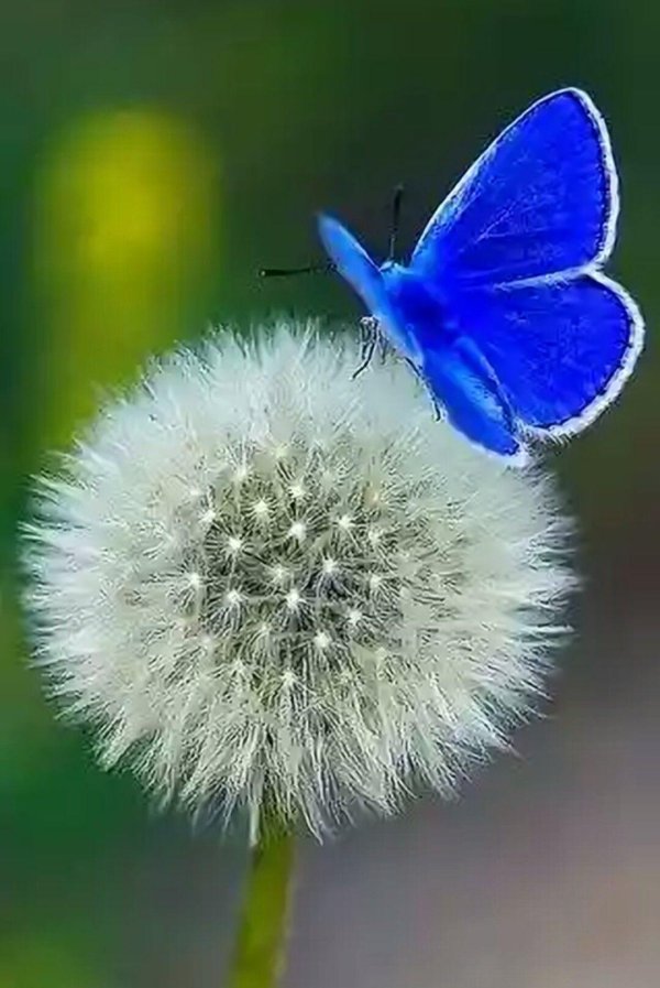 пушистая бабочка