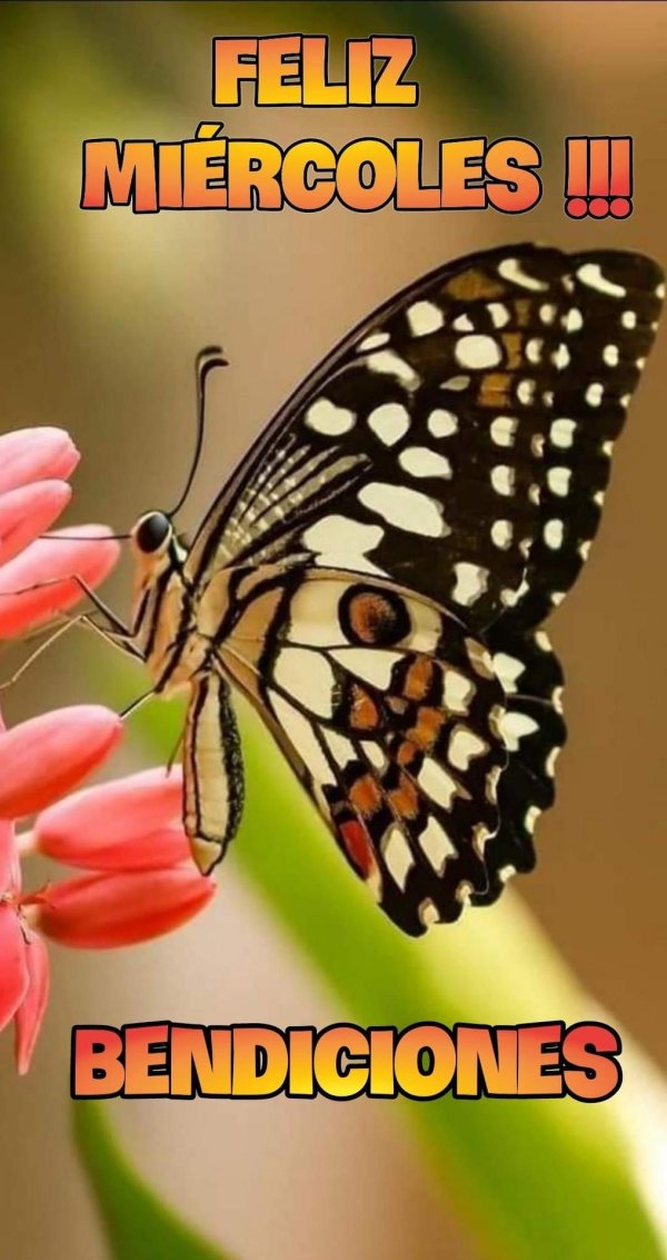 чудесная бабочка