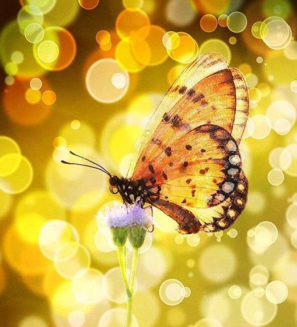 темы бабочки