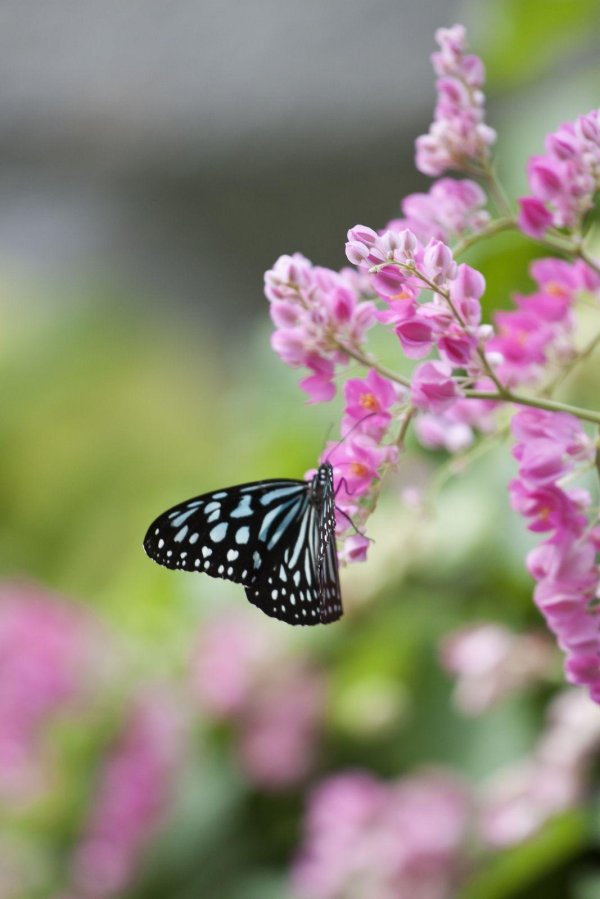 китайские бабочки