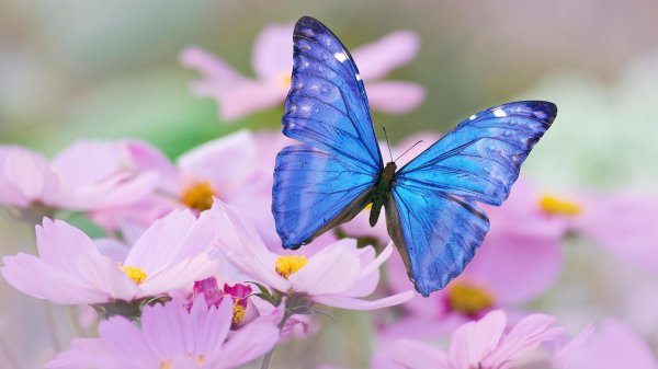 бабочка морфо пелеида