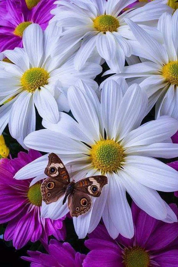 доброго утра с ромашками