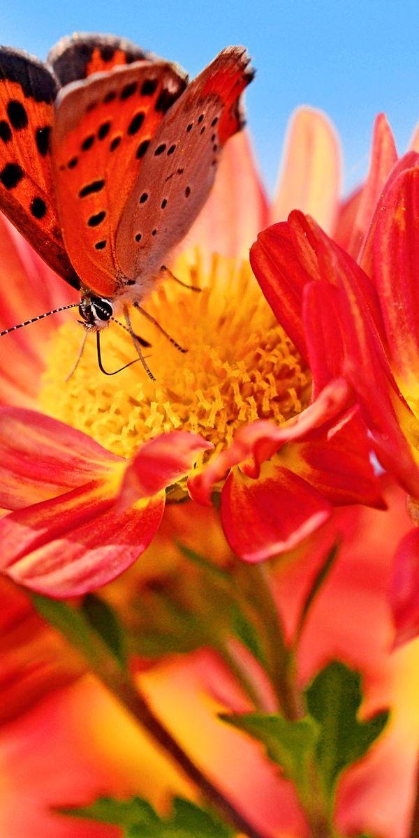 бабочка оранжевая