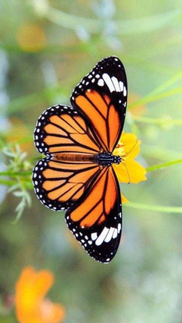 данаида монарх