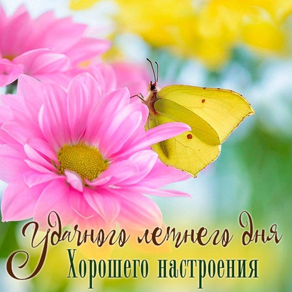 летние цветы