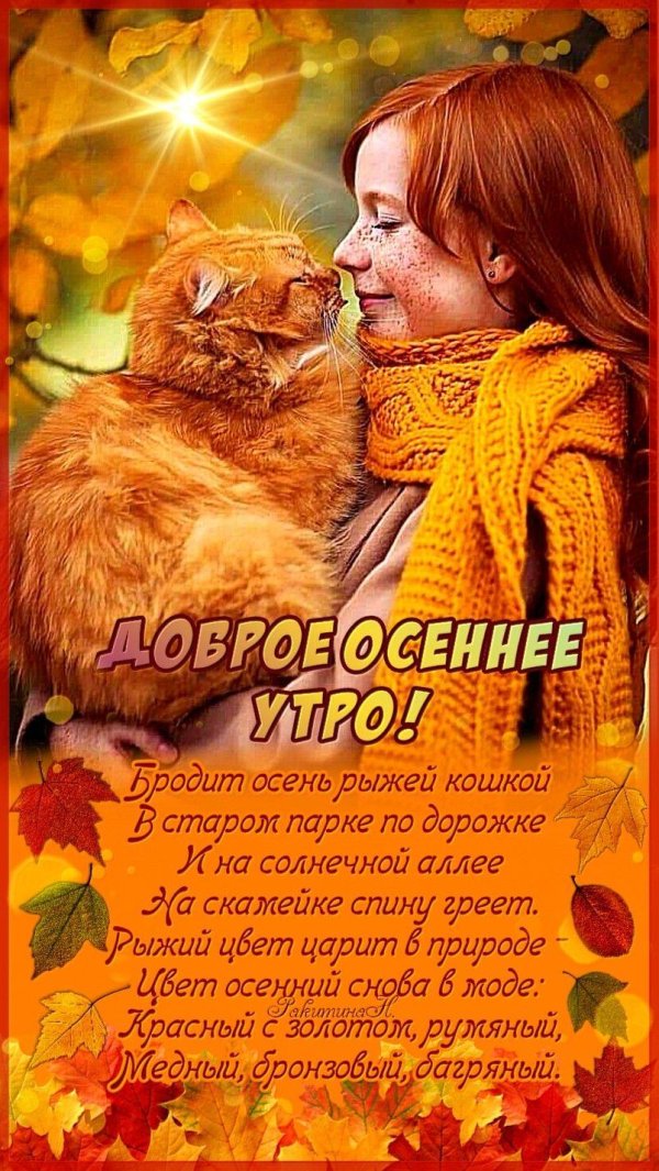 осенний котик стихи