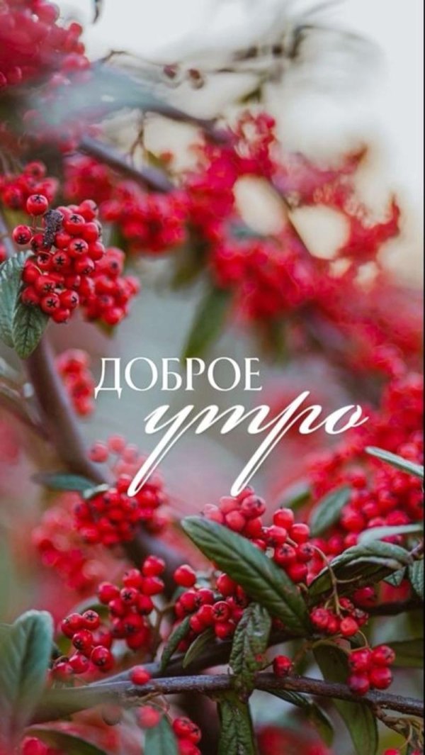 красная ягода