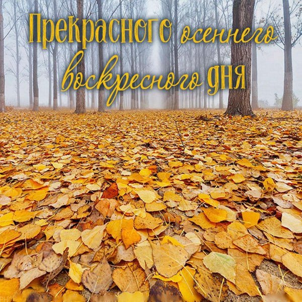 хорошего воскресенья осень