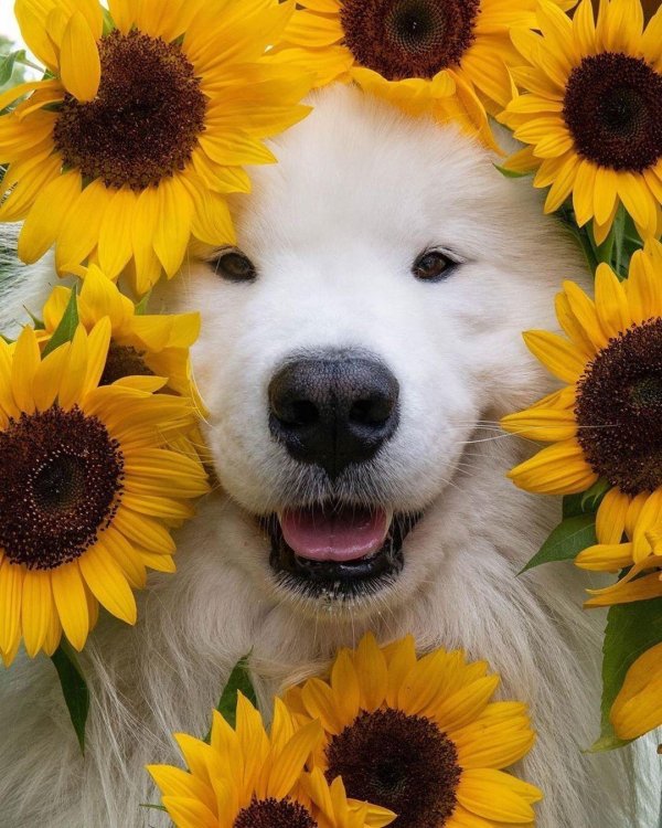 самоедская лайка