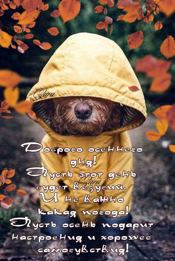 доброе утро осеннее с животными