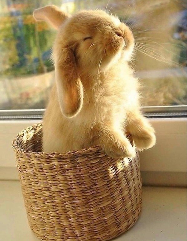 милые зайчики