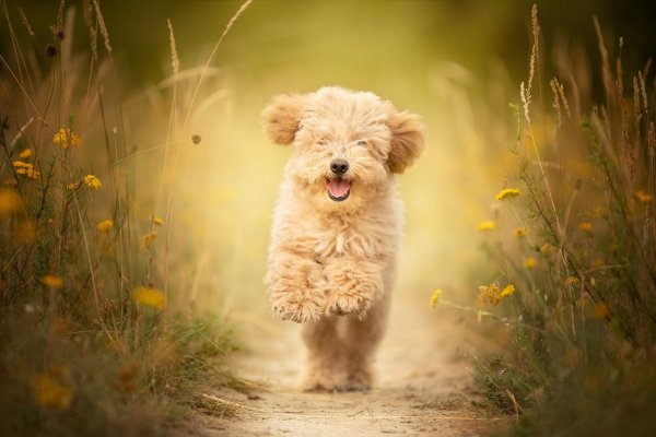 пудель коричневый