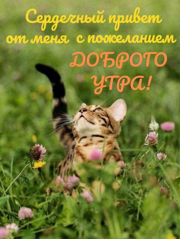 летний красивый кот