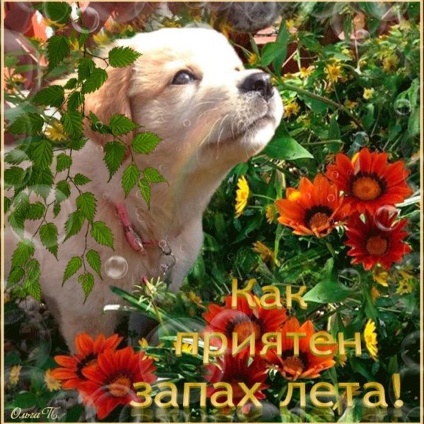 цветы и животные