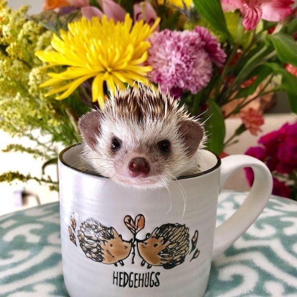 ежик в чашке