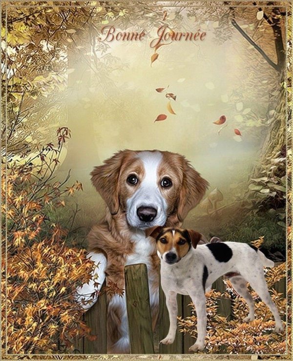 добрый осенний вечер собачки