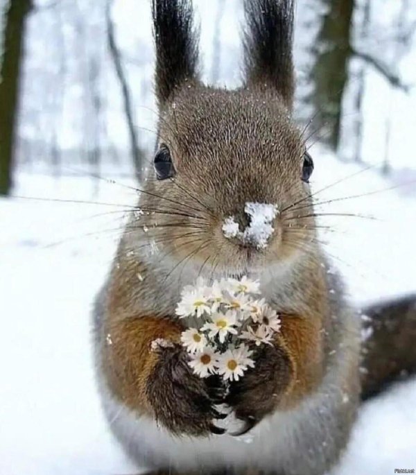 животные весной