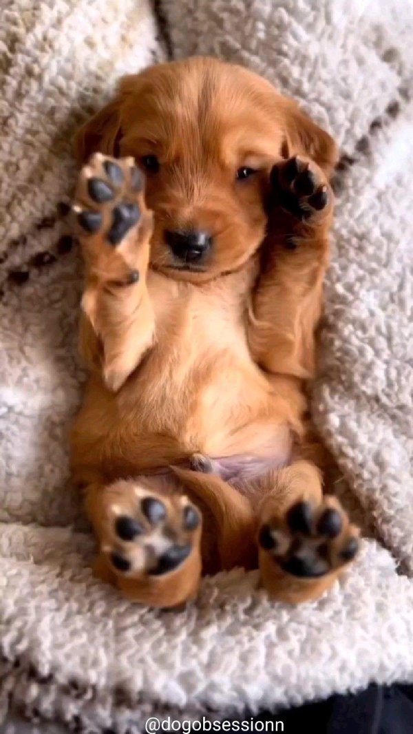 милаш красавец щеночек