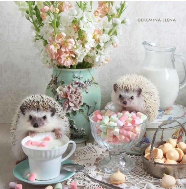 eremina elena ежики