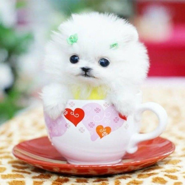 шпиц померанский карликовый белый