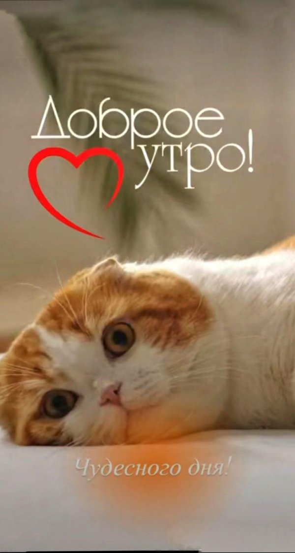 доброе утро милые котики