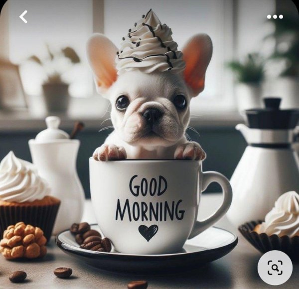 французская бульдог