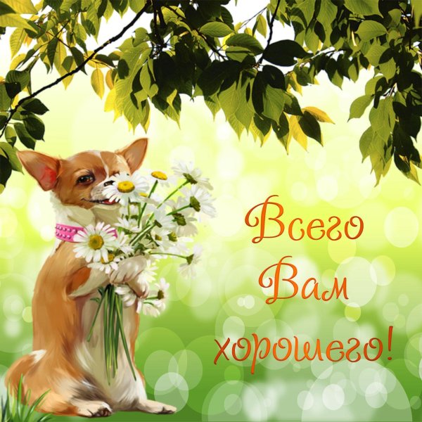 открытка хорошего дня с собачкой