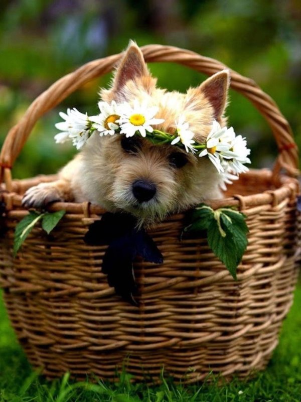 собачка в корзинке