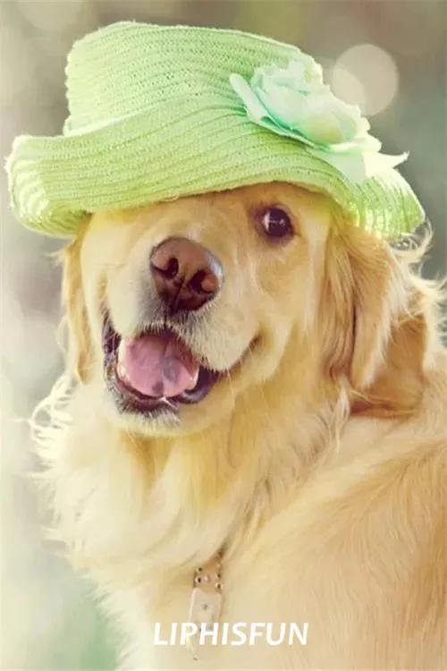 golden retriever dog