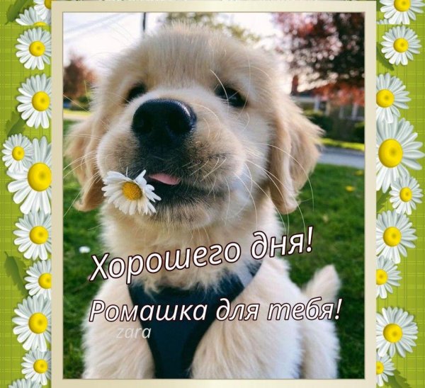 хорошего дня с животными