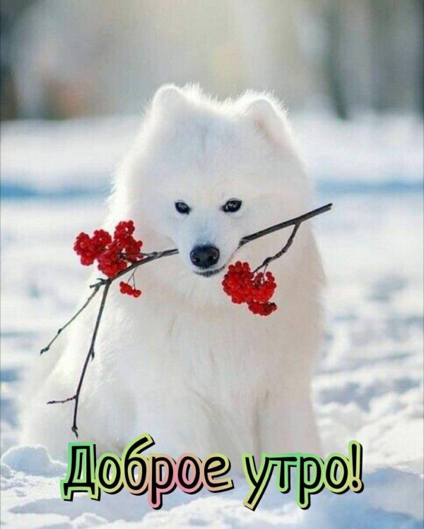 зима доброе утро