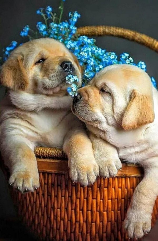 щенки лабрадор