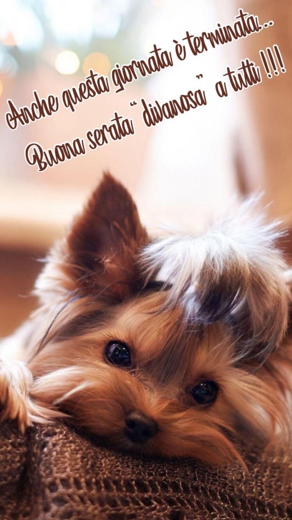 йоркширский терьер