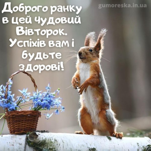 весенняя белка