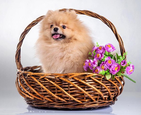 шпиц померанский