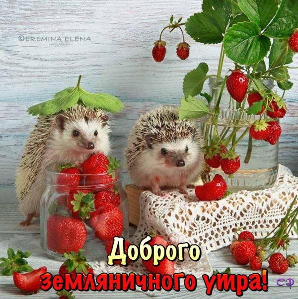 ёжики елены ерёминой 2020