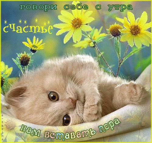 нежные котики